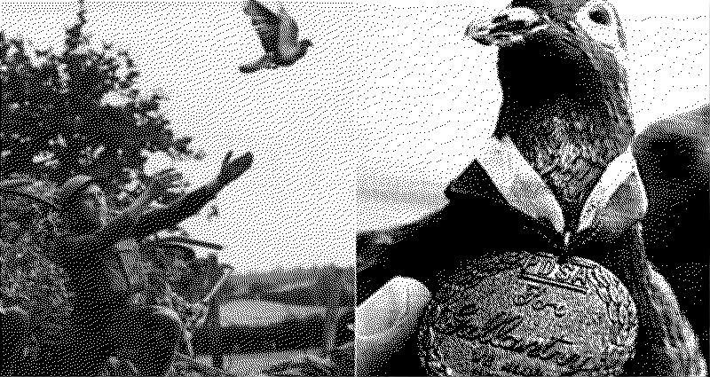 Cher Ami Pigeon